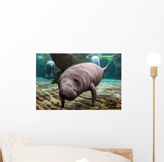 Close-up Newborn Baby Manatee Wall Decal