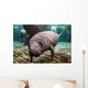 Close-up Newborn Baby Manatee Wall Decal