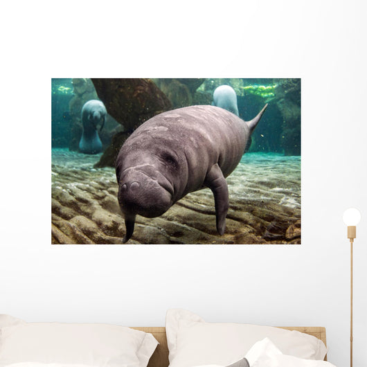Close-up Newborn Baby Manatee Wall Decal