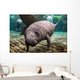 Close-up Newborn Baby Manatee Wall Decal