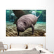 Close-up Newborn Baby Manatee Wall Decal
