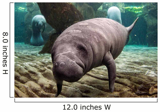 Close-up Newborn Baby Manatee Wall Decal
