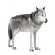 Mackenzie Valley Wolf Wall Decal