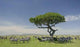 Herd Zebra Serengeti Wall Decal