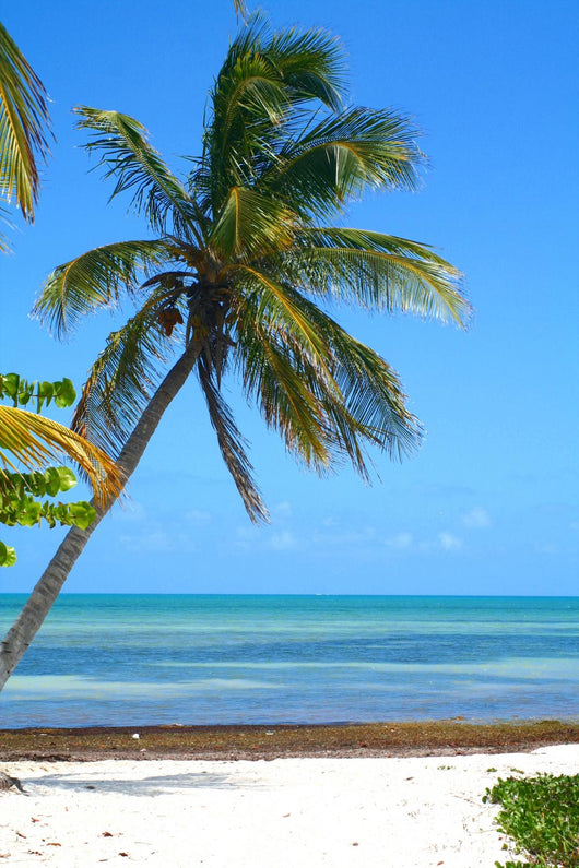Palm Tree Beach Wall Decal Design 2