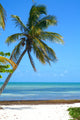 Palm Tree Beach Wall Decal Design 2