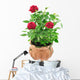 Red Roses Pot Wall Decal