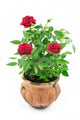 Red Roses Pot Wall Decal