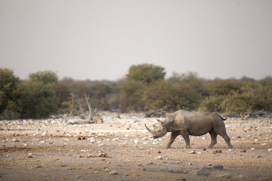 Black Rhino Etosha National Wall Decal
