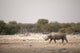 Black Rhino Etosha National Wall Decal