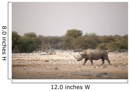 Black Rhino Etosha National Wall Decal