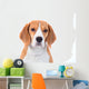 Beagle Dog Portrait Wall Decal