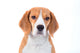 Beagle Dog Portrait Wall Decal
