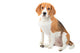 Beagle Dog Wall Decal