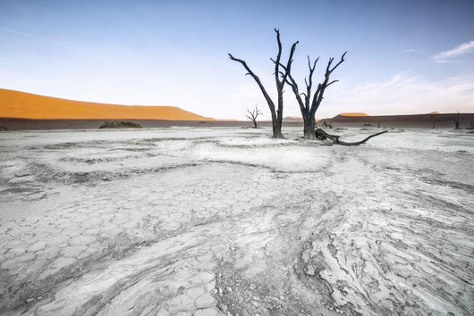 Trees Deadvlei Area Sossusvlei Wall Decal