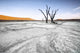 Trees Deadvlei Area Sossusvlei Wall Decal