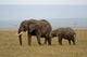 Elephant Mother and Calf Wall Decal