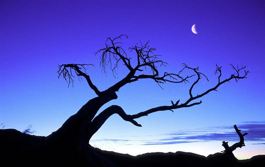 Silhouette Tree Wall Decal