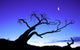 Silhouette Tree Wall Decal