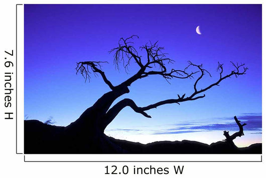 Silhouette Tree Wall Decal