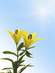 Yellow Lily Flowers Wall Decal