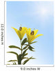 Yellow Lily Flowers Wall Decal