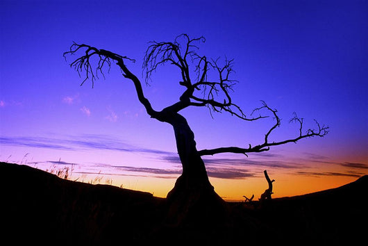 Silhouette Tree Sunset Wall Decal Design 2