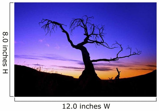 Silhouette Tree Sunset Wall Decal Design 2