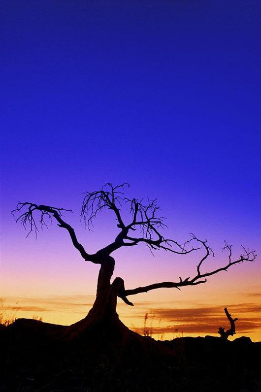 Silhouette Tree Sunset Wall Decal Design 1