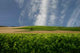 Charentais Landscape Wall Decal