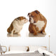 Two English Bulldog Kissing Wall Decal