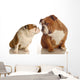 Two English Bulldog Kissing Wall Decal