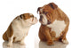 Two English Bulldog Kissing Wall Decal