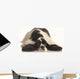 American Cocker Spaniel Wall Decal