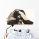 American Cocker Spaniel Wall Decal