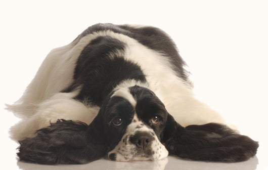 American Cocker Spaniel Wall Decal
