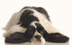 American Cocker Spaniel Wall Decal