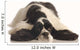 American Cocker Spaniel Wall Decal