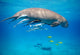 Snorkeling with Dugong Red Wall Decal