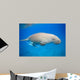 Dyson Dugong Wall Decal