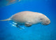 Dyson Dugong Wall Decal