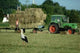 Harvest 2006 Wall Decal