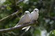 White Amoureux Bird Wall Decal