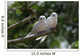 White Amoureux Bird Wall Decal