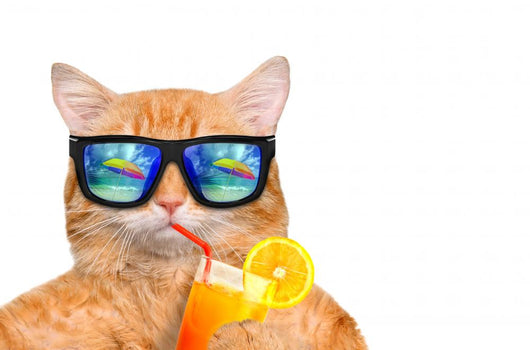 Cool Relaxing Cat Wall Decal