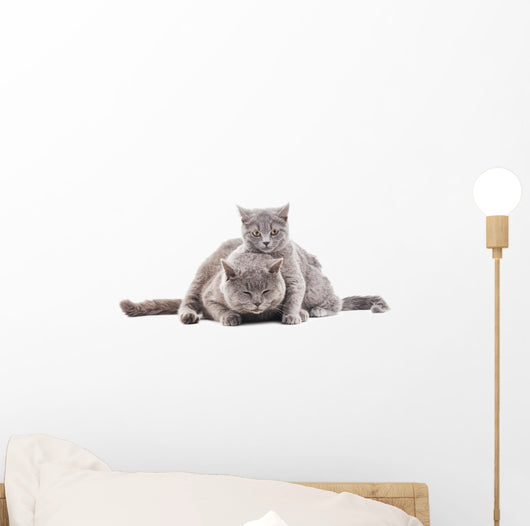 Two Gray Cat Wall Decal