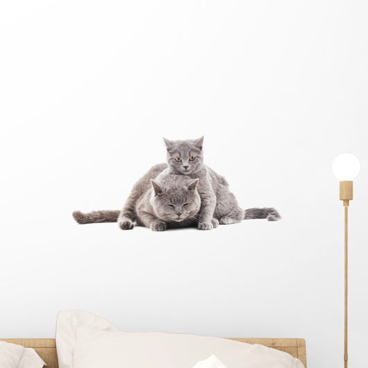 Two Gray Cat Wall Decal
