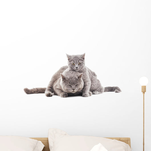 Two Gray Cat Wall Decal