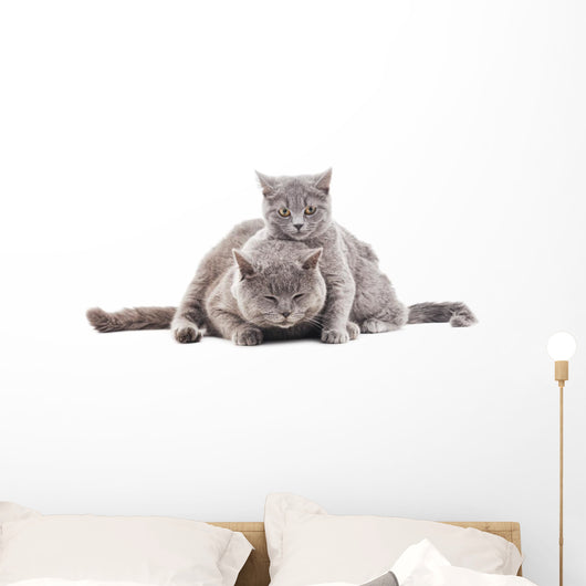 Two Gray Cat Wall Decal