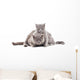 Two Gray Cat Wall Decal